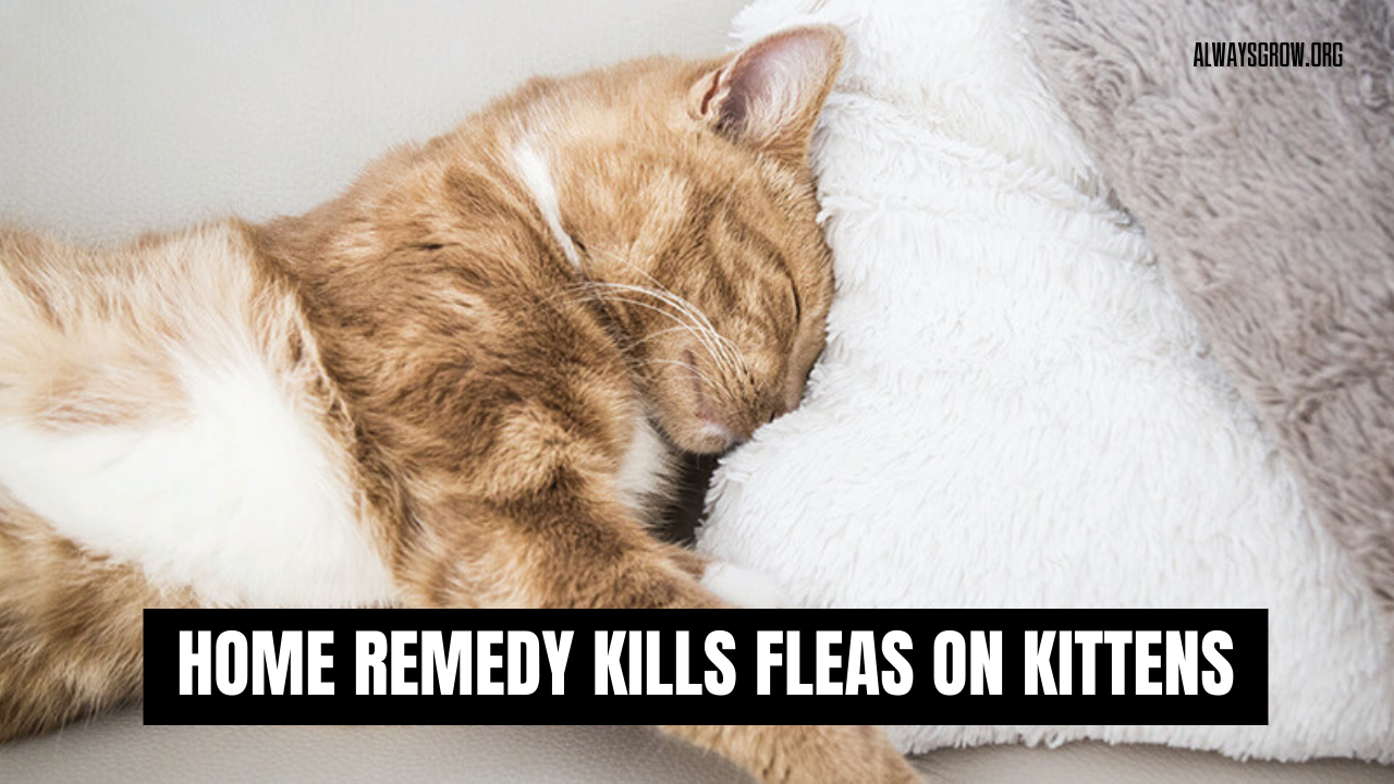 Home Remedy Kills Fleas on Kittens (8 Easy Ways)