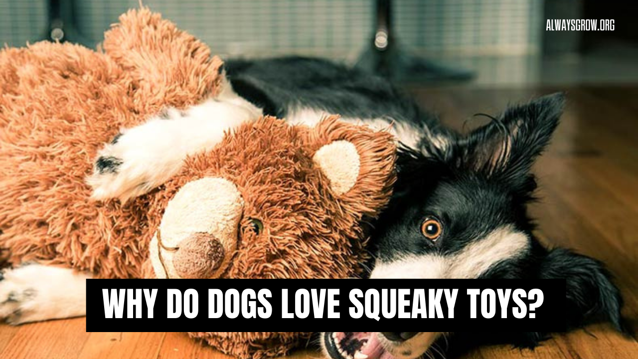 Why Do Dogs Love Squeaky Toys? Here are 4 Reasons!