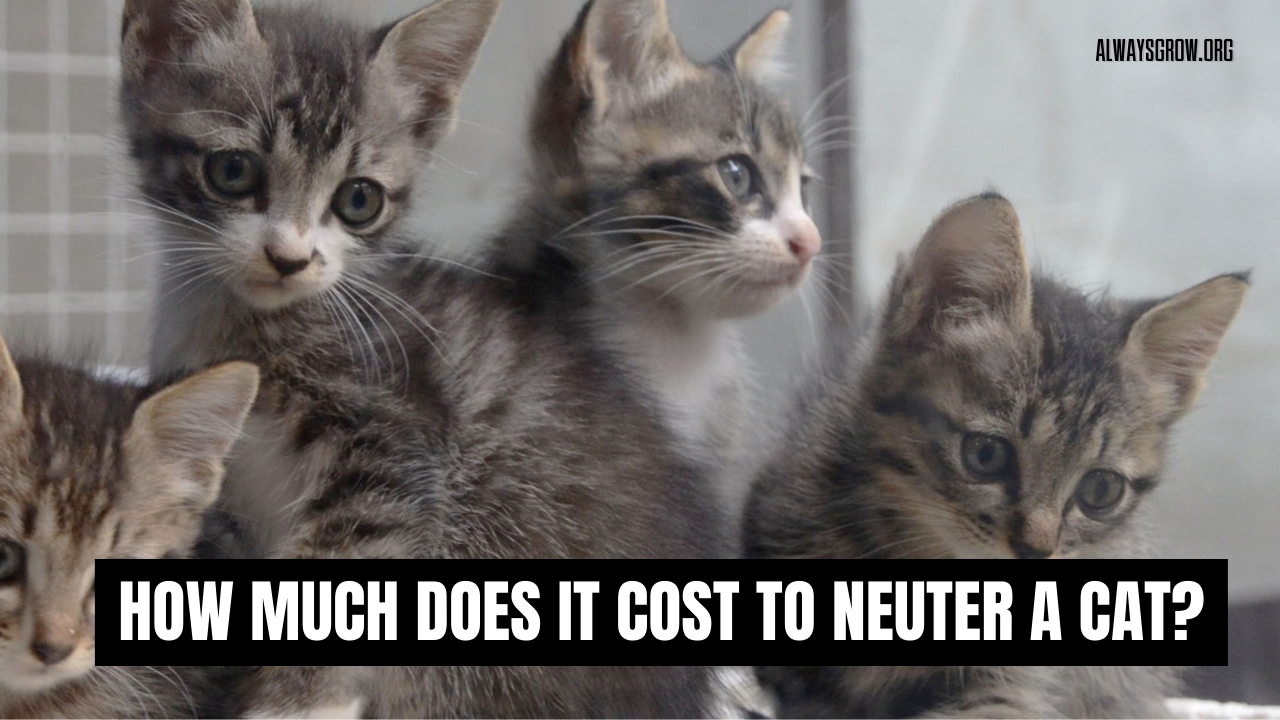 How much does it cost to neuter a cat?( Best Guide)