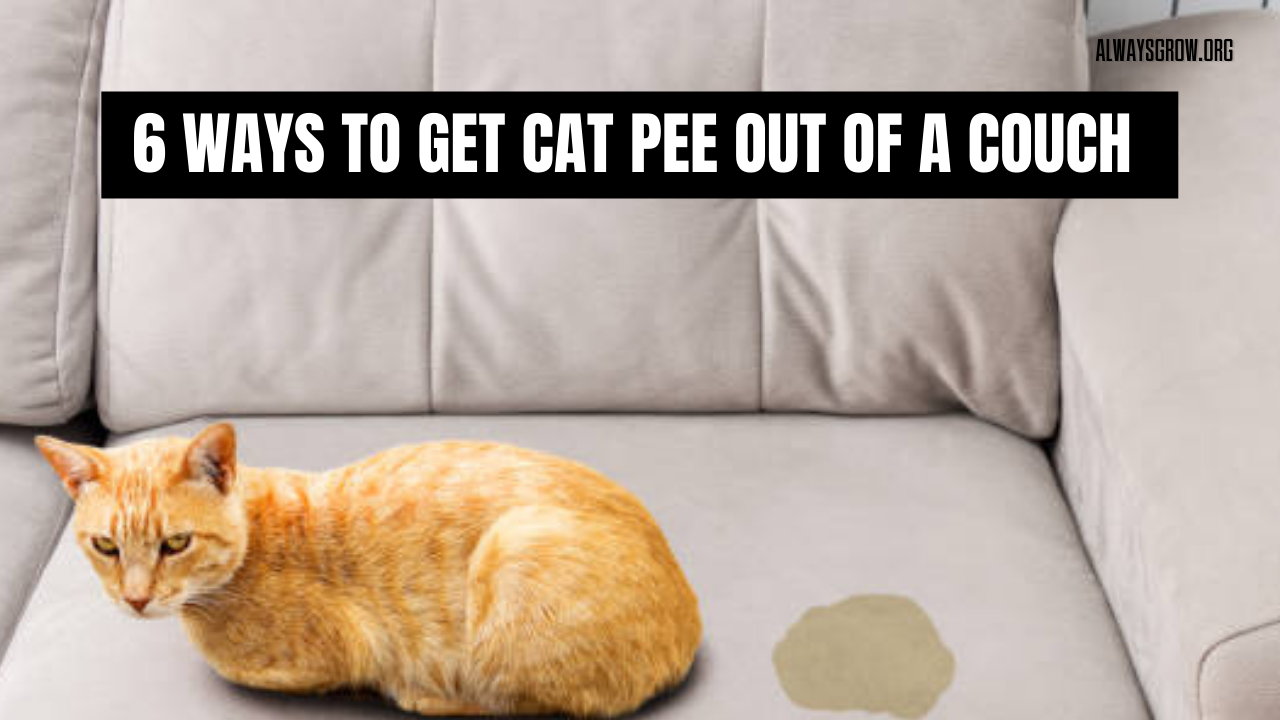 6 Ways to Get Cat Pee Out of a Couch